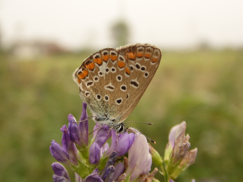 Lepidotteri pista ciclabile Arluno-Boffalora